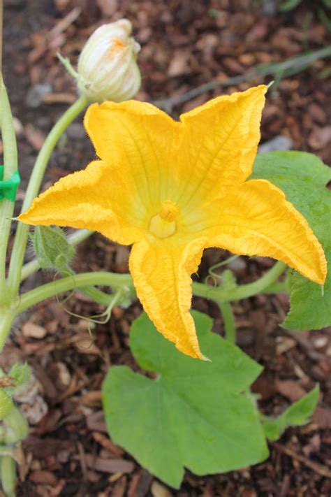 How to Hand-Pollinate Your Pumpkin Plants | Gardener’s Path