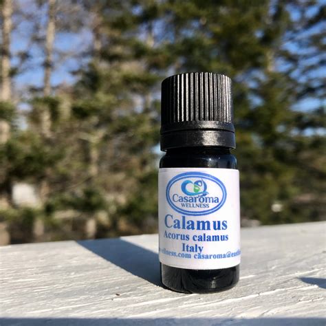 Calamus Essential Oil - Casaroma Wellness