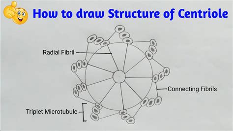 Centrioles Diagram