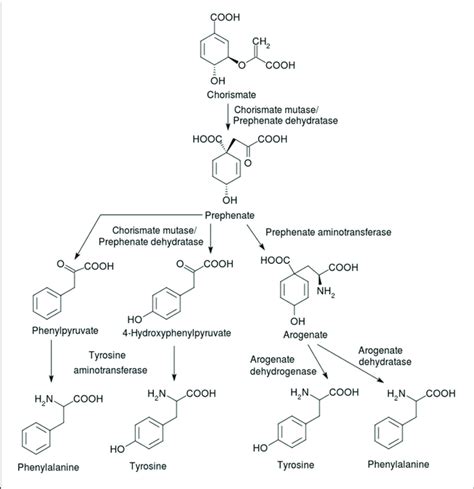 | Synthesis of the phenylalanine and tyrosine from the intermediate ...