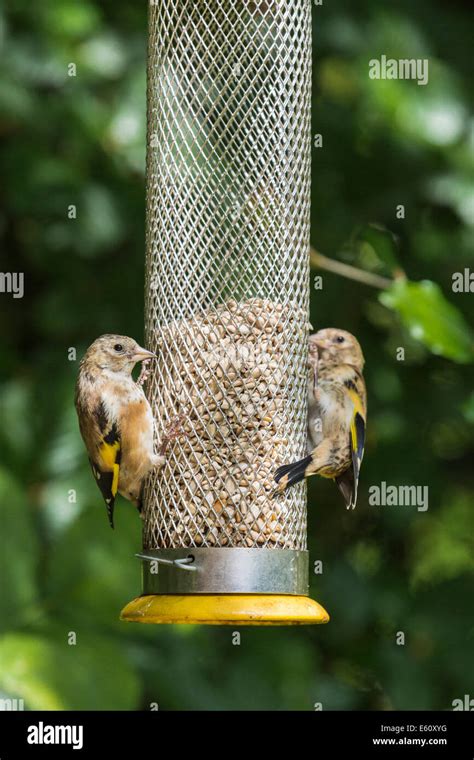 Two immature European goldfinches, Carduelis carduelis, feeding on ...