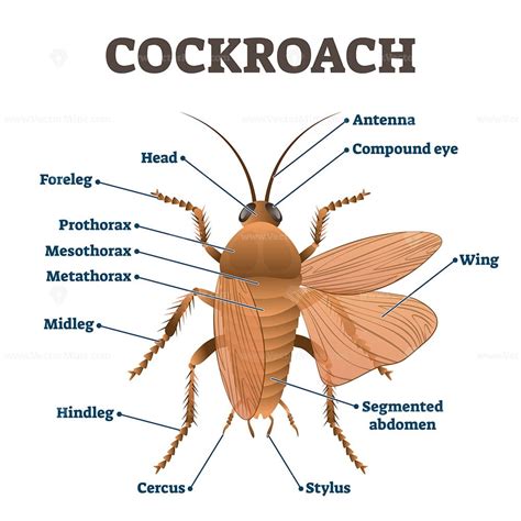 Cockroach life cycle diagram, vector illustration scheme - VectorMine