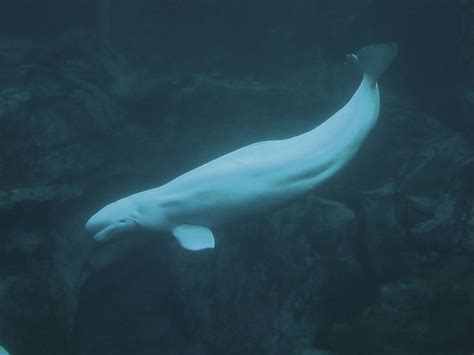 Beluga Whale Speaks Human - California Academy of Sciences