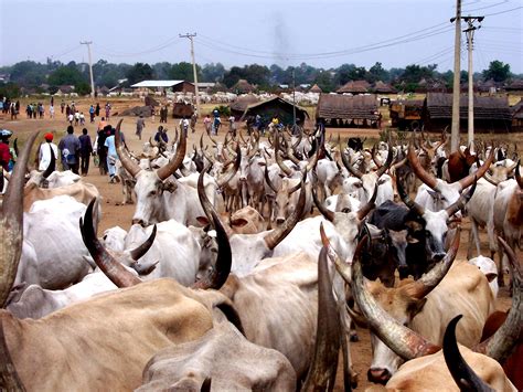 Free picture: herders, cattle, prepare, cross, Juba, bridge, journey, home