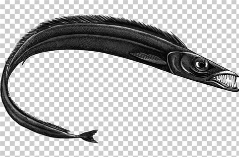 Black Scabbardfish Largehead Hairtail Swordfish Fishing PNG, Clipart, Animal, Animals, Black ...