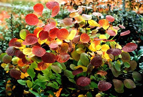 Cotinus coggygria 'Golden Spirit' | Native Sons Wholesale Nursery