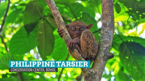 Explore the Bohol Tarsier and Wildlife Sanctuary