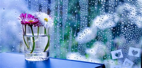 flowers in rain hd wallpapers,water,flower,plant,glass,wildflower ...