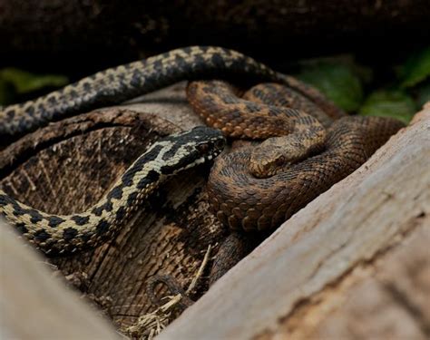 British Wildlife Centre ~ Keeper's Blog: Adder Identification