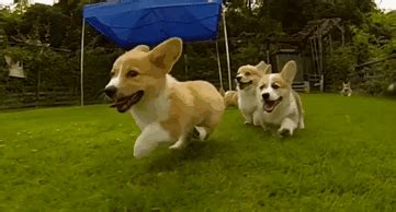 Corgi Puppies Running In Slow-Mo Will Make Your Day | Bored Panda