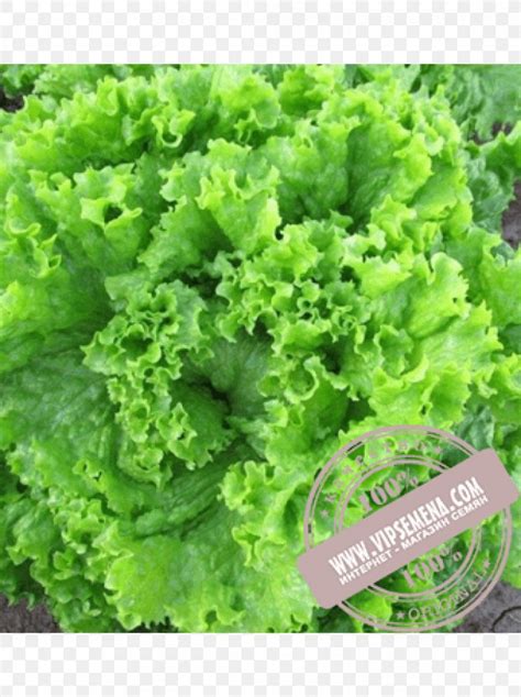 Seed Leaf Lettuce Salad Enza Zaden Cultivar, PNG, 1000x1340px, Seed, Cultivar, Enza Zaden, Food ...