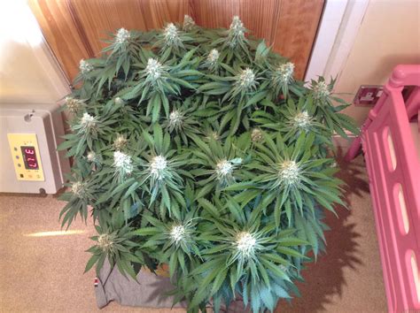 Critical Super Silver Haze (by Delicious Seeds) :: SeedFinder :: Strain ...