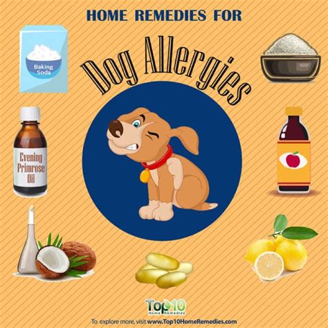 Allergies in Dogs: Treatment With Natural Remedies | Top 10 Home Remedies