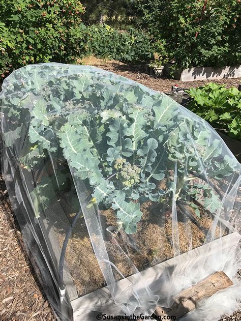 broccoli harvesting