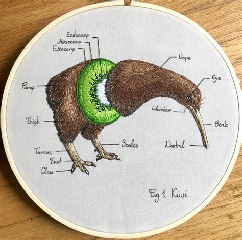 Kiwi anatomy : r/kiwi_bird