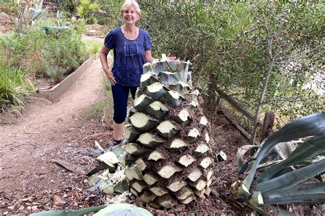 Want to Make Tequila or Mezcal from Your Agaves? - Debra Lee Baldwin