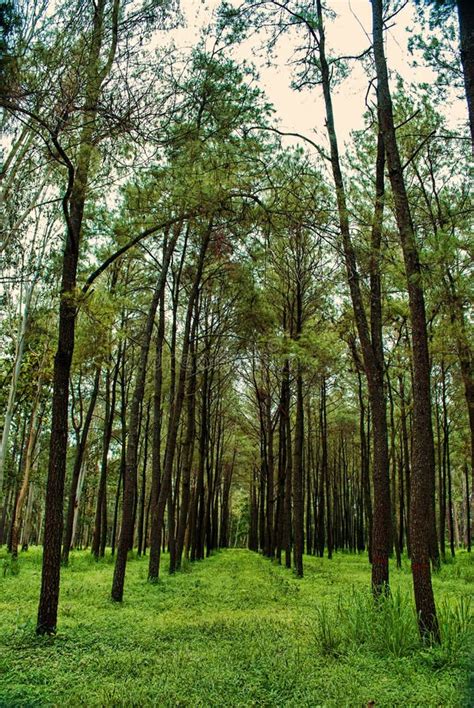 Teak tree stock photo. Image of line, green, tree, wooden - 44350174