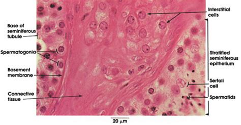 Plate 14.268 Interstitial Cells