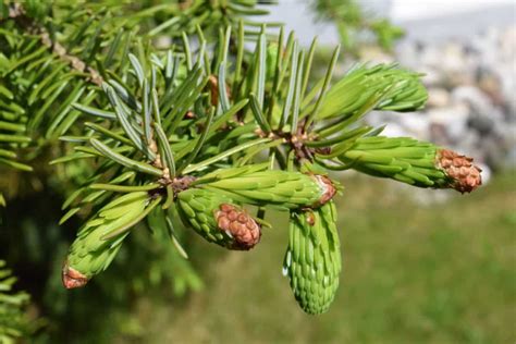 Free picture: branch, evergreen, flora, tree, nature, leaf, plant, pine ...