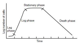 Growth of bacteria and the bacterial growth curve - Online Science Notes