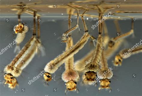 Mosquito Culex Pipiens Larvae Editorial Stock Photo - Stock Image | Shutterstock