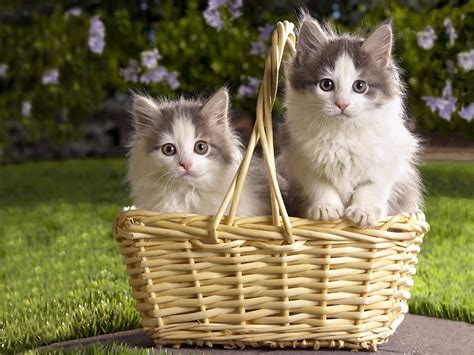 Desktop Wallpapers Cats Animals