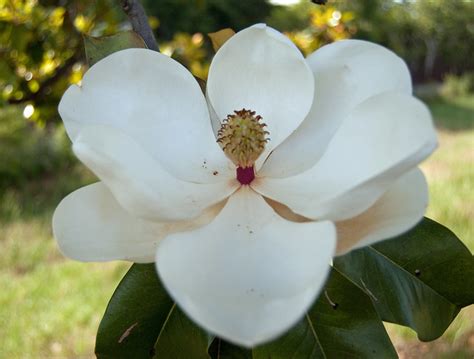 Mississippi State Flower | Flickr - Photo Sharing!