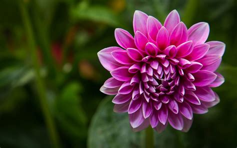 Pink dahlia wallpaper | nature and landscape | Wallpaper Better