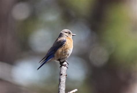 Out and About Oregon Birds: Eastern Edge of Mt Hood National Forest