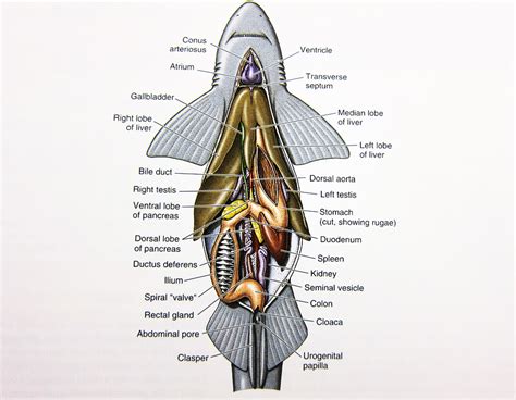 Shark Dissection Diagram