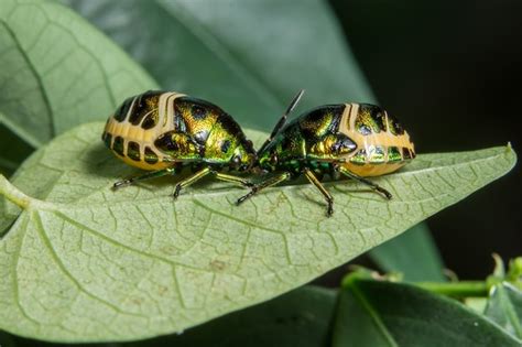 Premium Photo | Macro ladybug on leaf