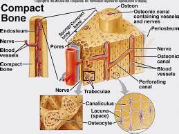 What is the structural unit of compact bone? | Biology Questions & Answers | Sawaal