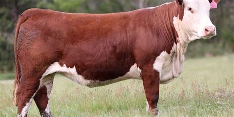 Hereford cows and calves peak at $4750 while steers hit $3231 – Herefords Australia