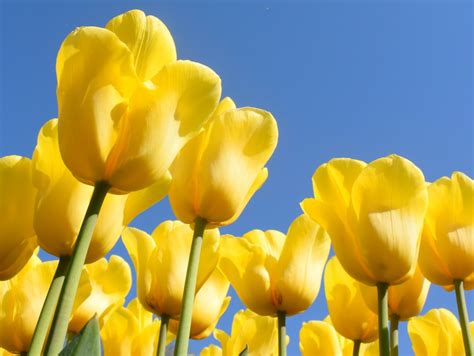 Tổng hợp 100 ảnh về phong cảnh hoa tulip - iedunet.edu.vn