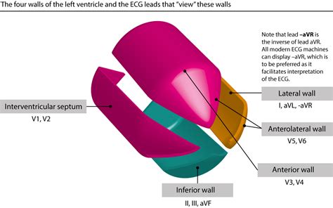 The ECG leads: electrodes, limb leads, chest (precordial) leads, 12-Lead ECG (EKG) – ECG & ECHO