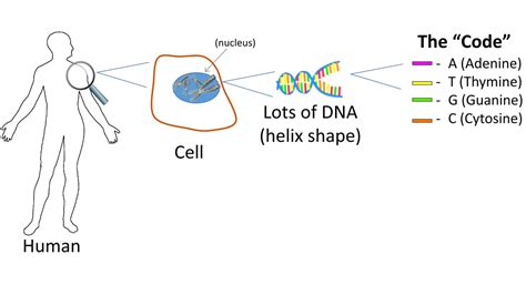 Cells & DNA: Simple Science Lesson + Instruction on Code