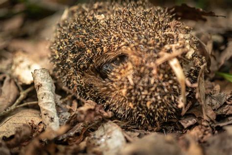 Young European Hedgehog Winters in Its Natural Forest Habitat. Close Up Stock Photo - Image of ...