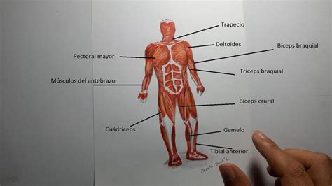 Cómo dibujar el Sistema Muscular humano | Aparato locomotor - YouTube