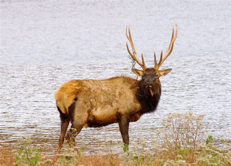 Lone Elk Park 6 Photograph by Karen Gallaher - Fine Art America