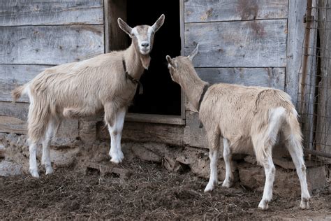 8 Goats That Have Wattles (Pictures)