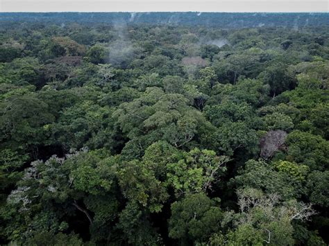 Scientists fight to protect DR Congo rainforest as threats increase