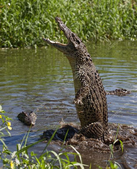 Attack crocodile — Stock Photo © SURZet #7093048