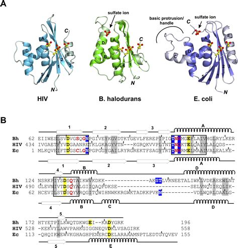 Crystal Structures of RNase H Bound to an RNA/DNA Hybrid: Substrate Specificity and Metal ...