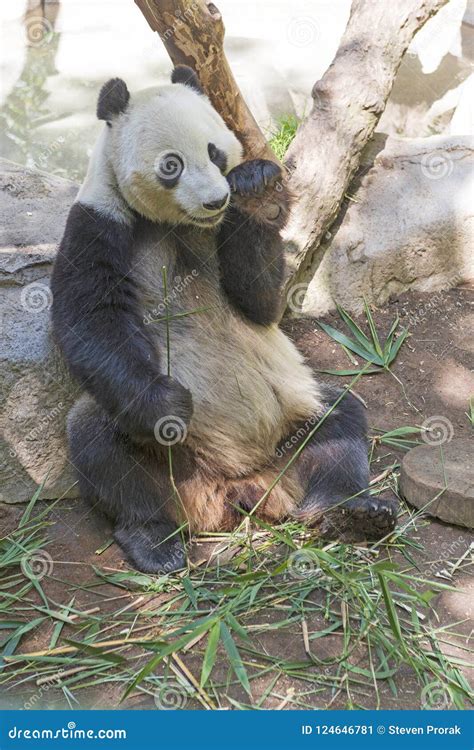 Giant Panda in a Zoo Habitat Editorial Photo - Image of animal, panda ...