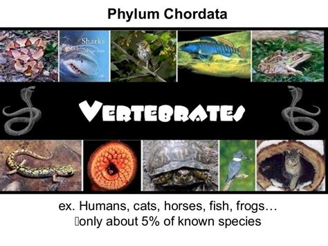 Chordate characteristics 2016