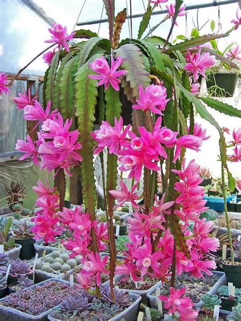 How To Grow and Care For Disocactus phyllanthoides (German Empress) | Orchid cactus, Hanging ...