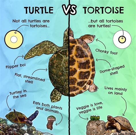 Turtle vs. Tortoise | Turtle, Zeeschildpad, Dieren mooi