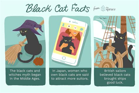 13 Best Fascinating Facts About Black Cats