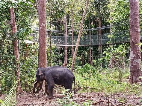 Kenyir Elephant Conservation Village (Kuala Berang) - 2022 All You Need to Know BEFORE You Go ...