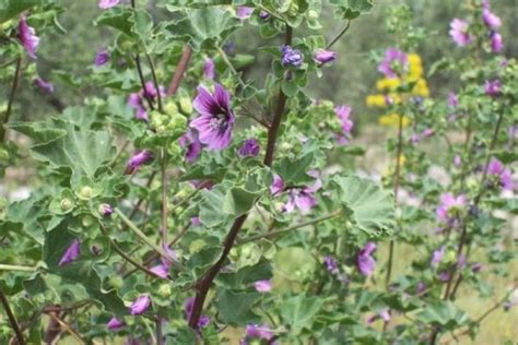 Lavatera arborea L. - Tree mallow